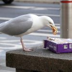 Dr. Alice Risely Explores Gulls’ Diet with Call for Global Contributions and Photos