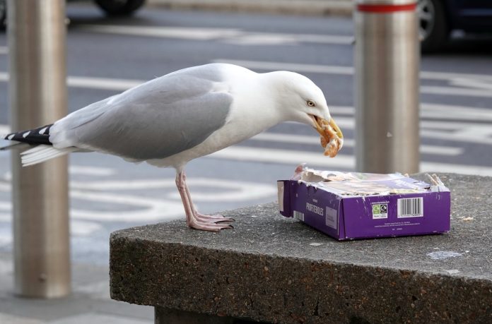 Dr. Alice Risely Explores Gulls’ Diet with Call for Global Contributions and Photos